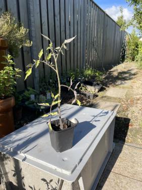 Tomaat plantjes