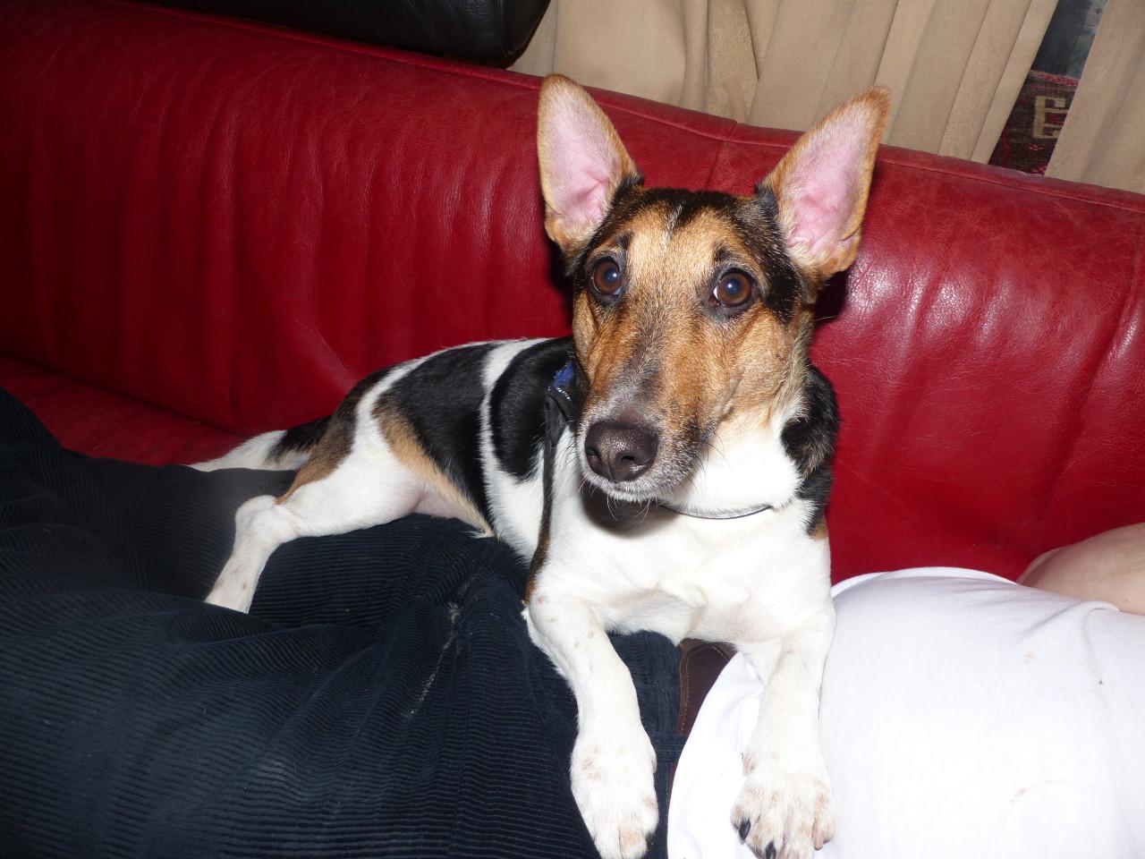 Reutje super leuk boerenfox/jack russel inbraakpreventief 2 jaar zoekt baas