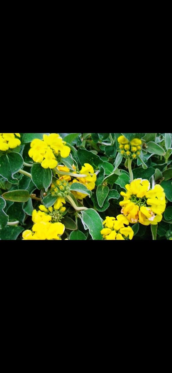Phlomis struikvorm bijzonder