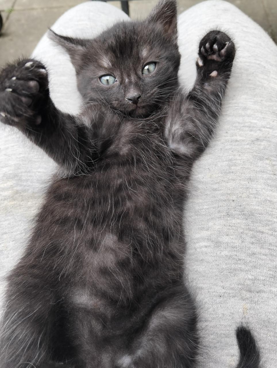 Kitten - mannetje