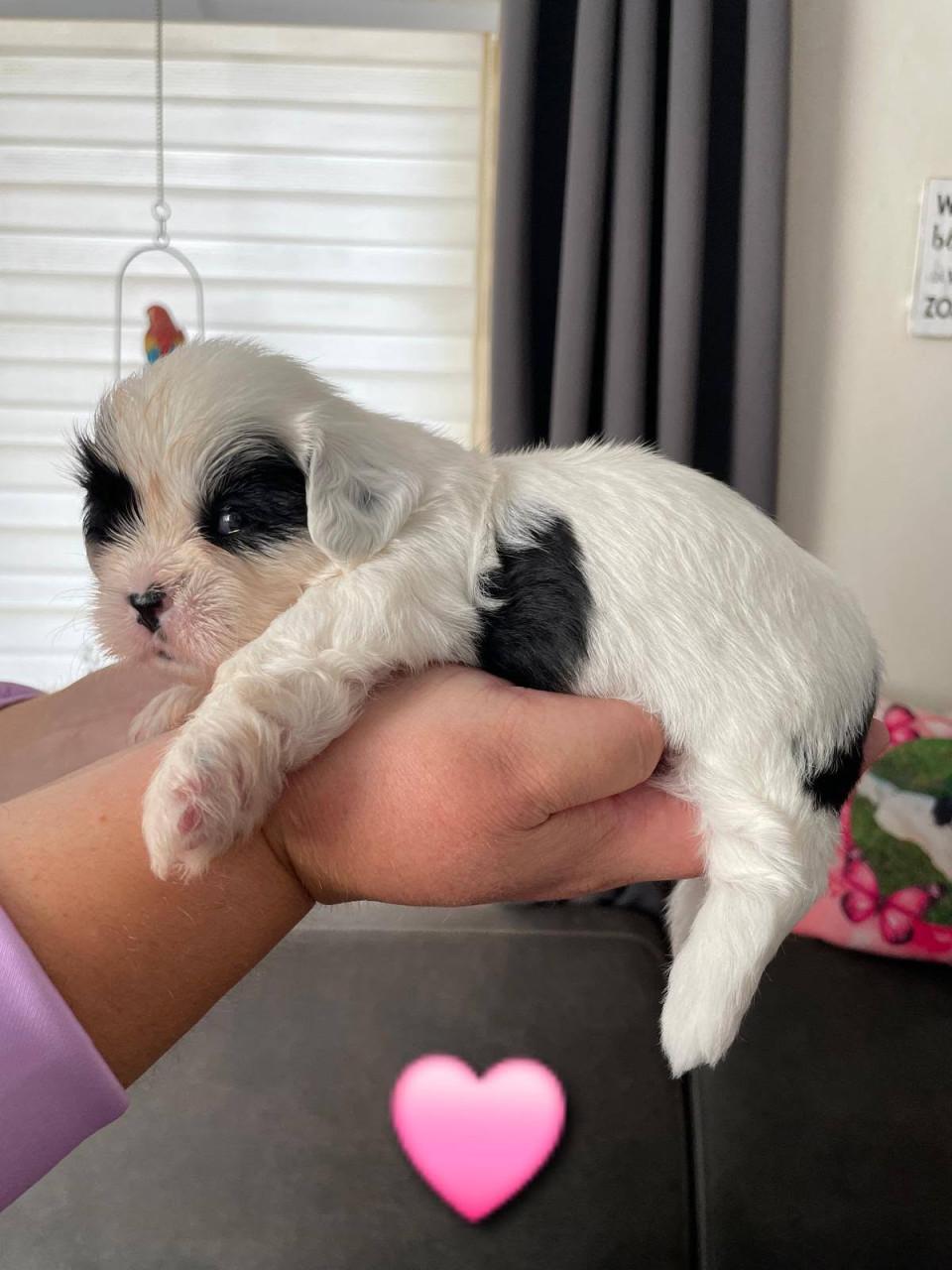 Shih tzu pup