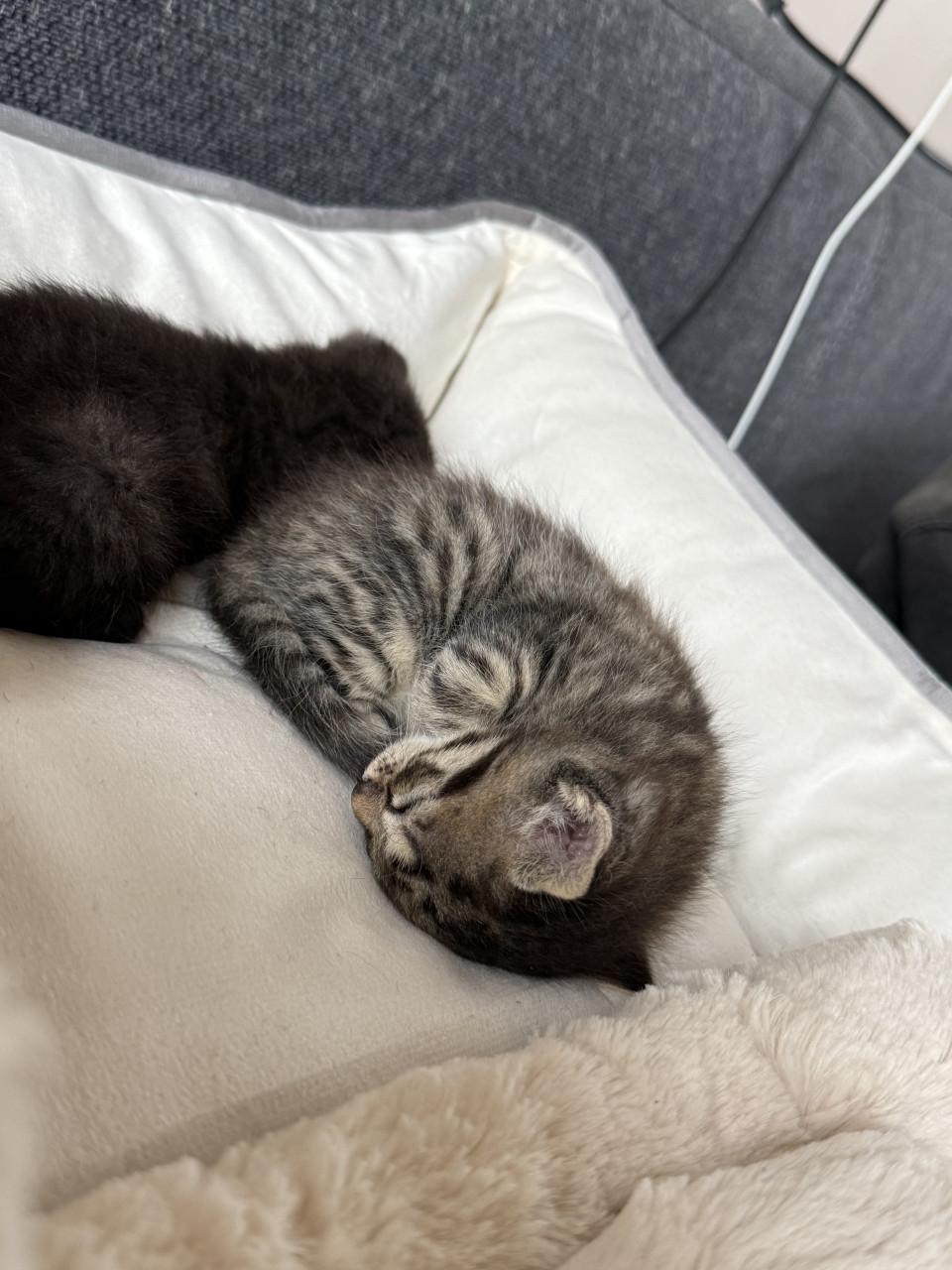 2 kittens te reserveren