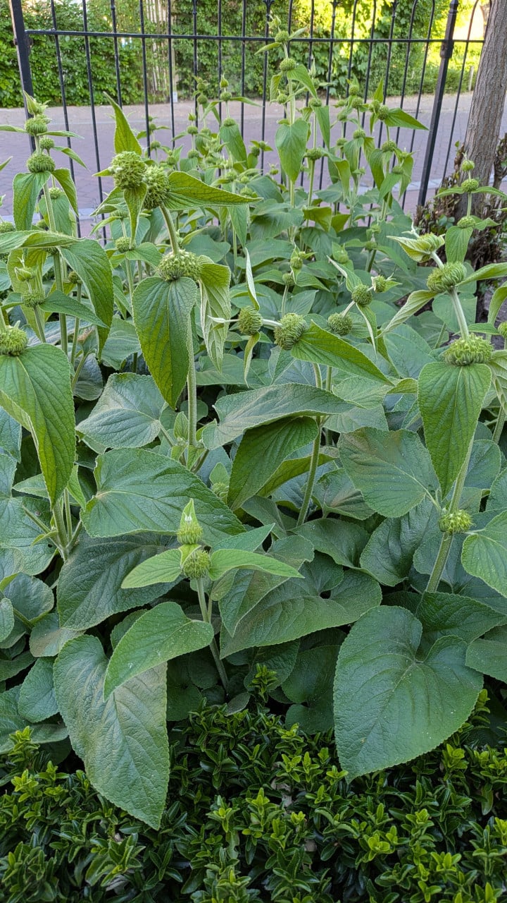 Brandkruid of etagebloem