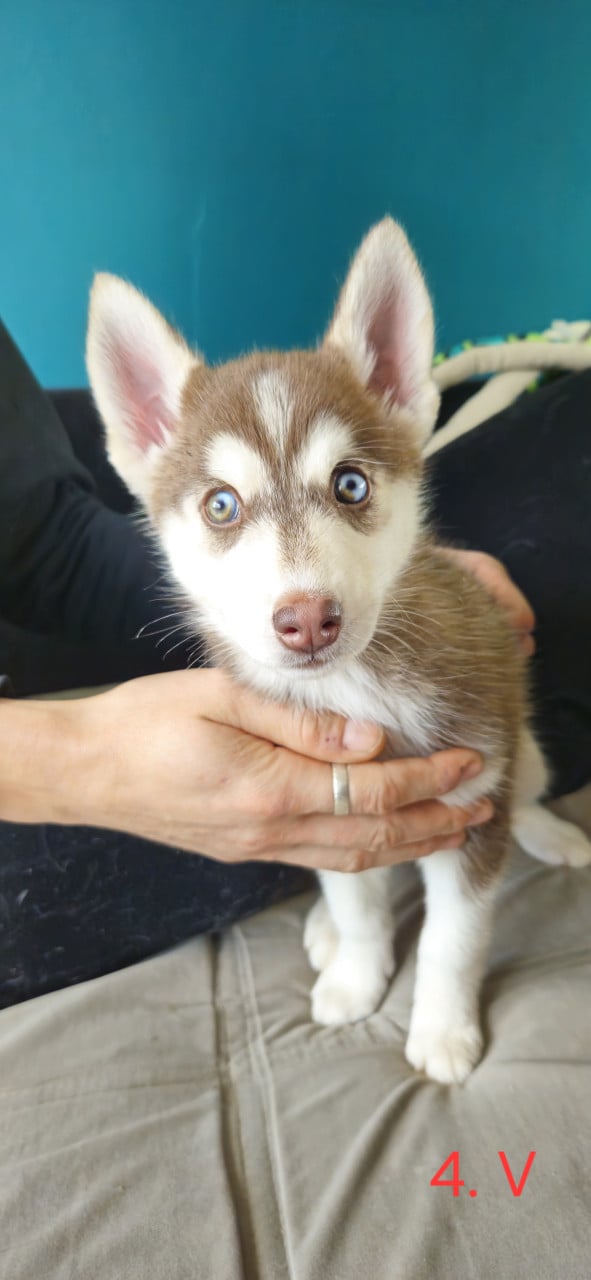 Prachtige husky-puppy's op zoek naar een permanent thuis