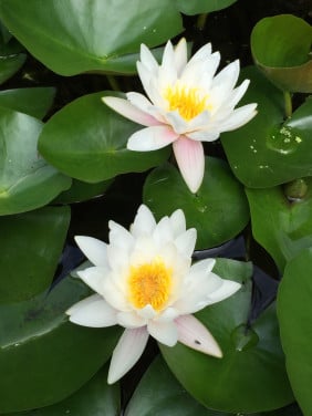 GRATIS, Grote Waterlelie Wit,  gele dotterbloem