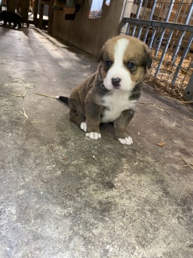Golden retriever x Berner sennen (Boulab) pups