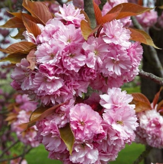 Japanse sierkers Kanzan - hoogstam