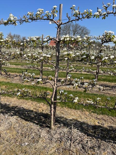 Fruitbomen in leivorm / Leibomen / Peer (Voorverkoop)