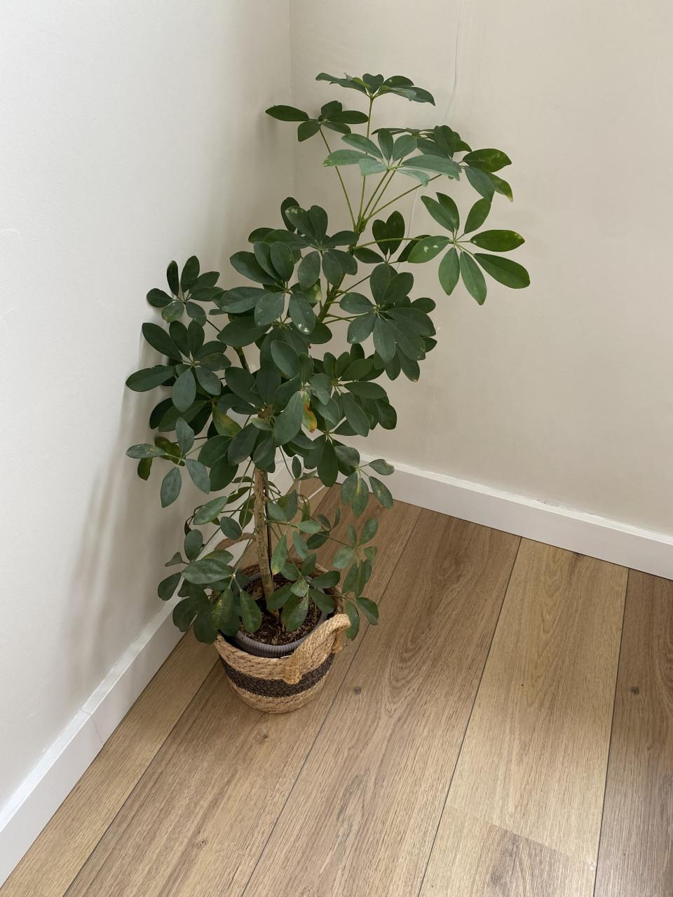 Kamerplanten