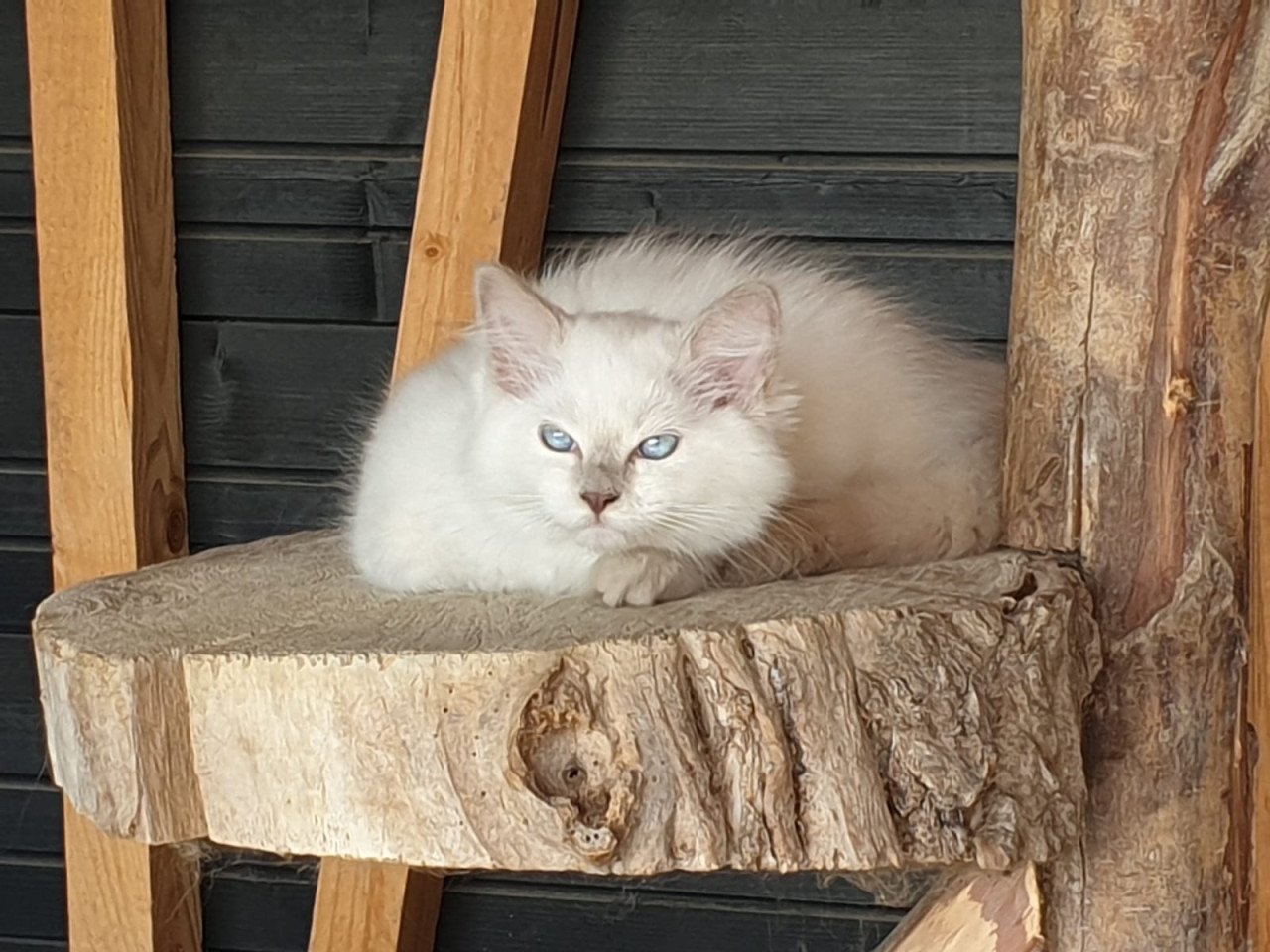 Ragdoll kittens bleupoint poesjes en katertjes