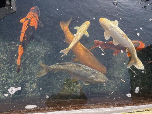 Koi karper en vijver onderdelen teab