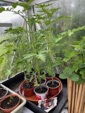 Tomaten-planten, rode puntpaprika en courgette