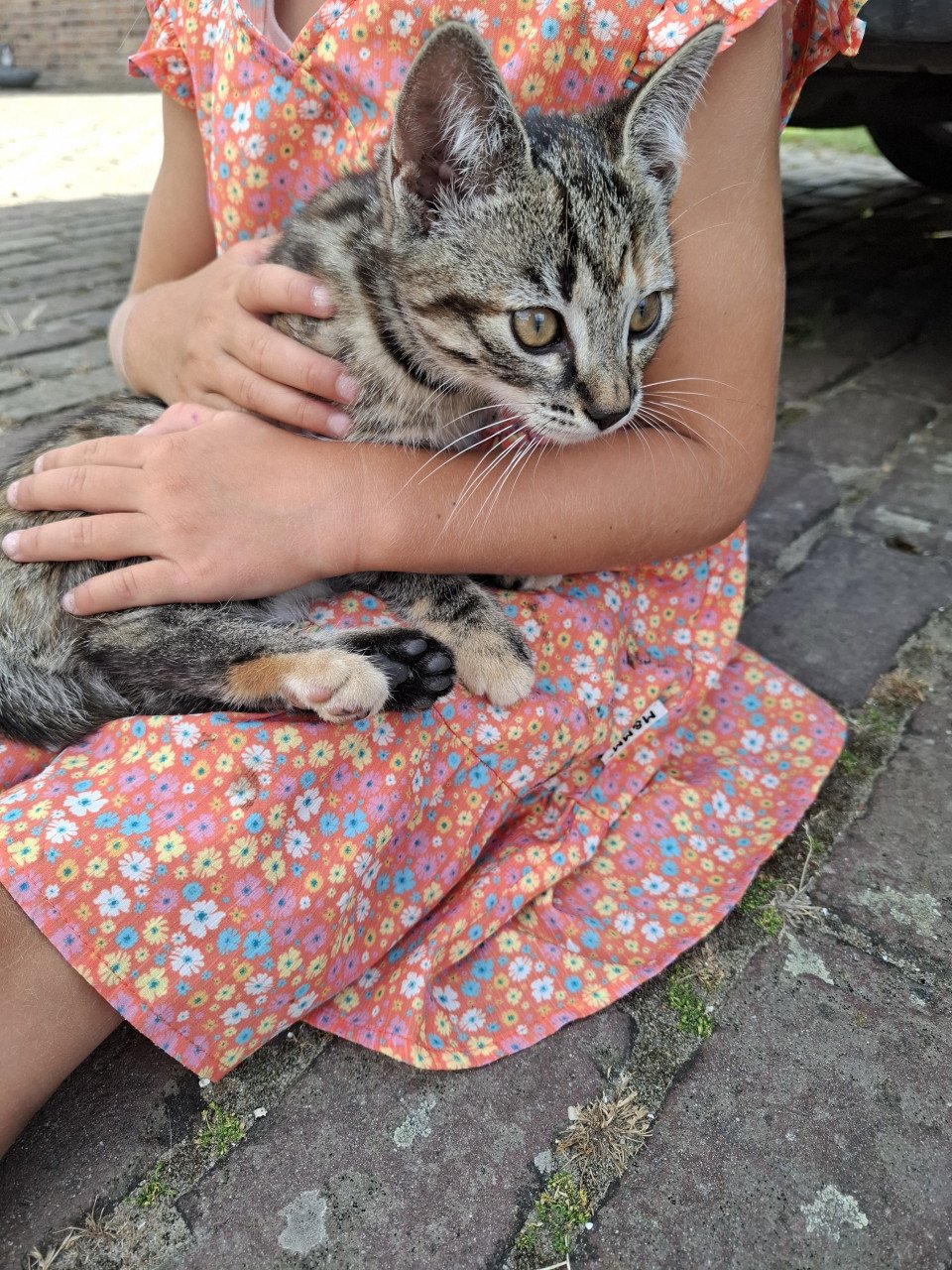 Kittens