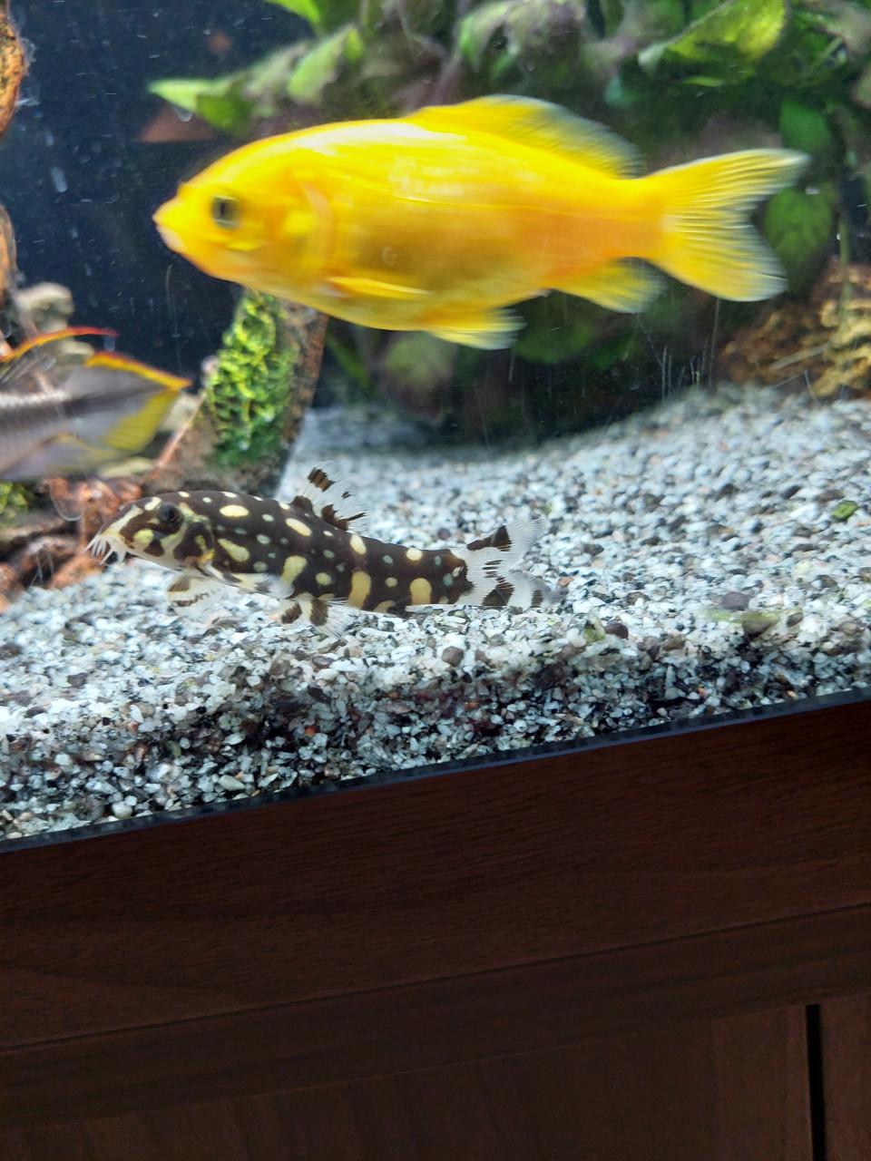 Aquarium Rio Juwel 180 met vissen bestand