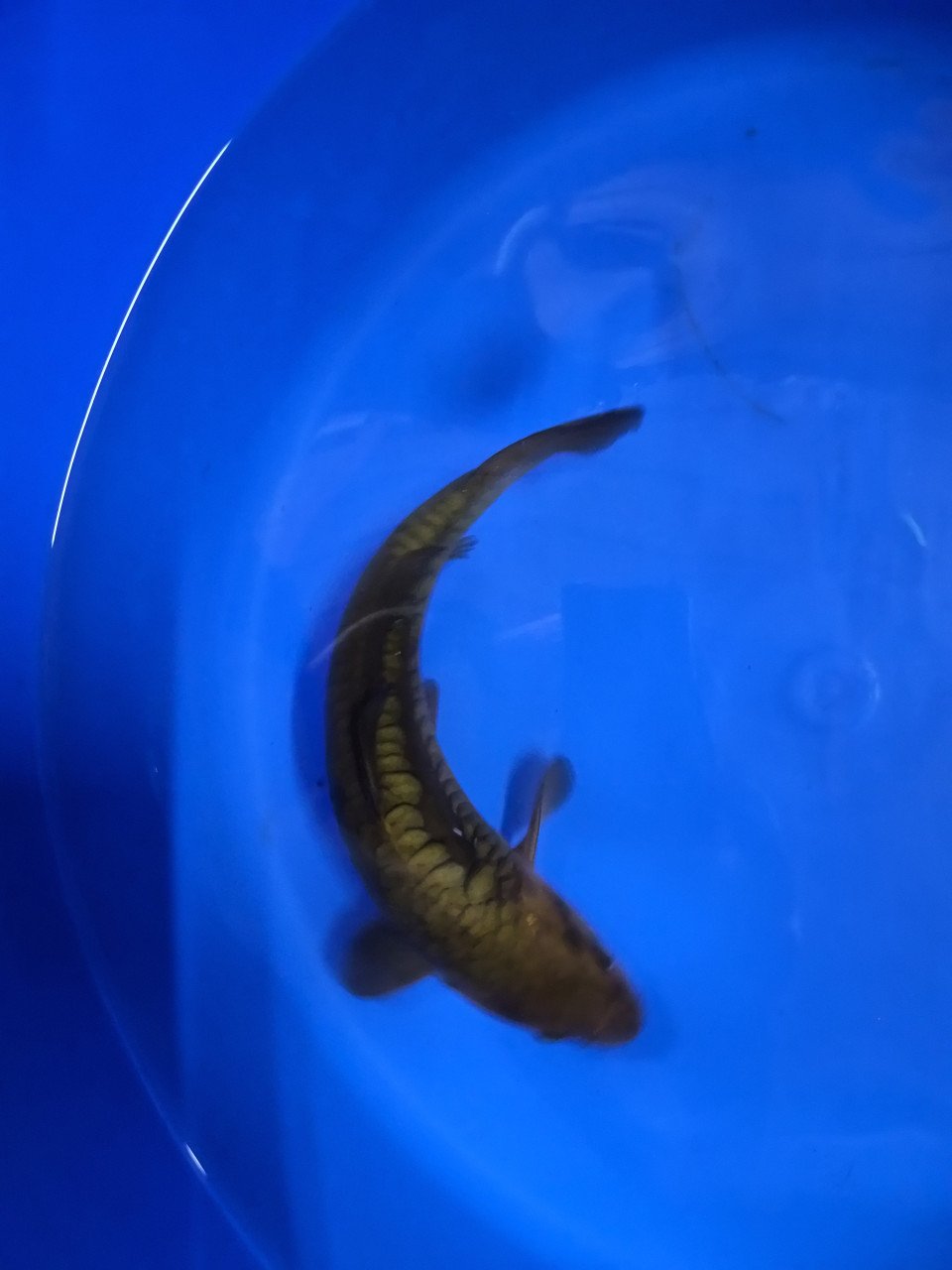 Diverse koi