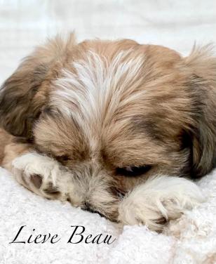 Shih Tzu /Maltezer pups