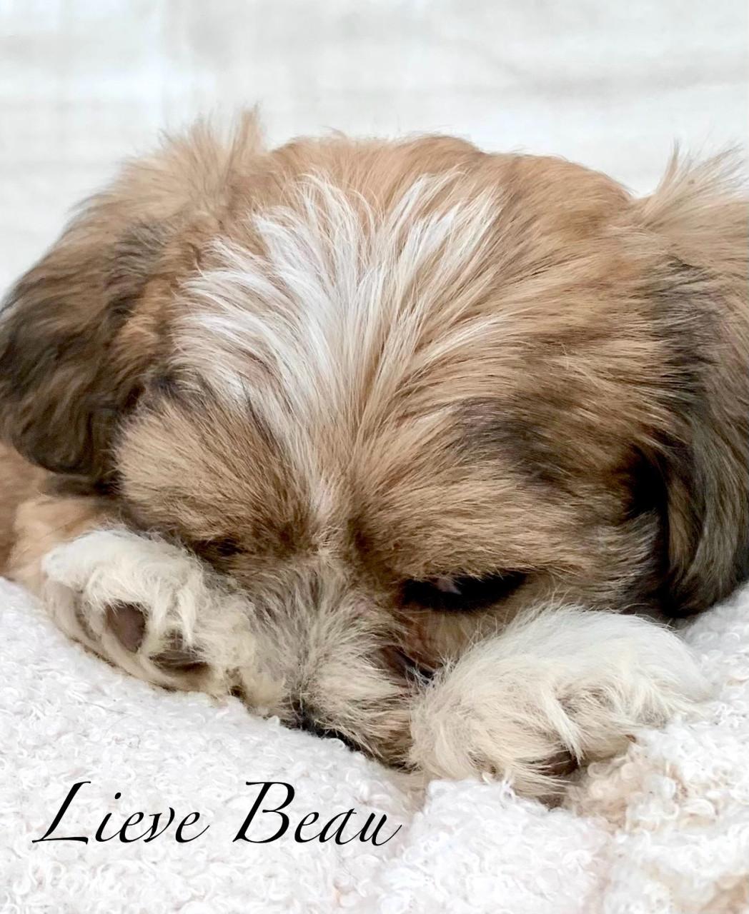 Shih Tzu /Maltezer pups