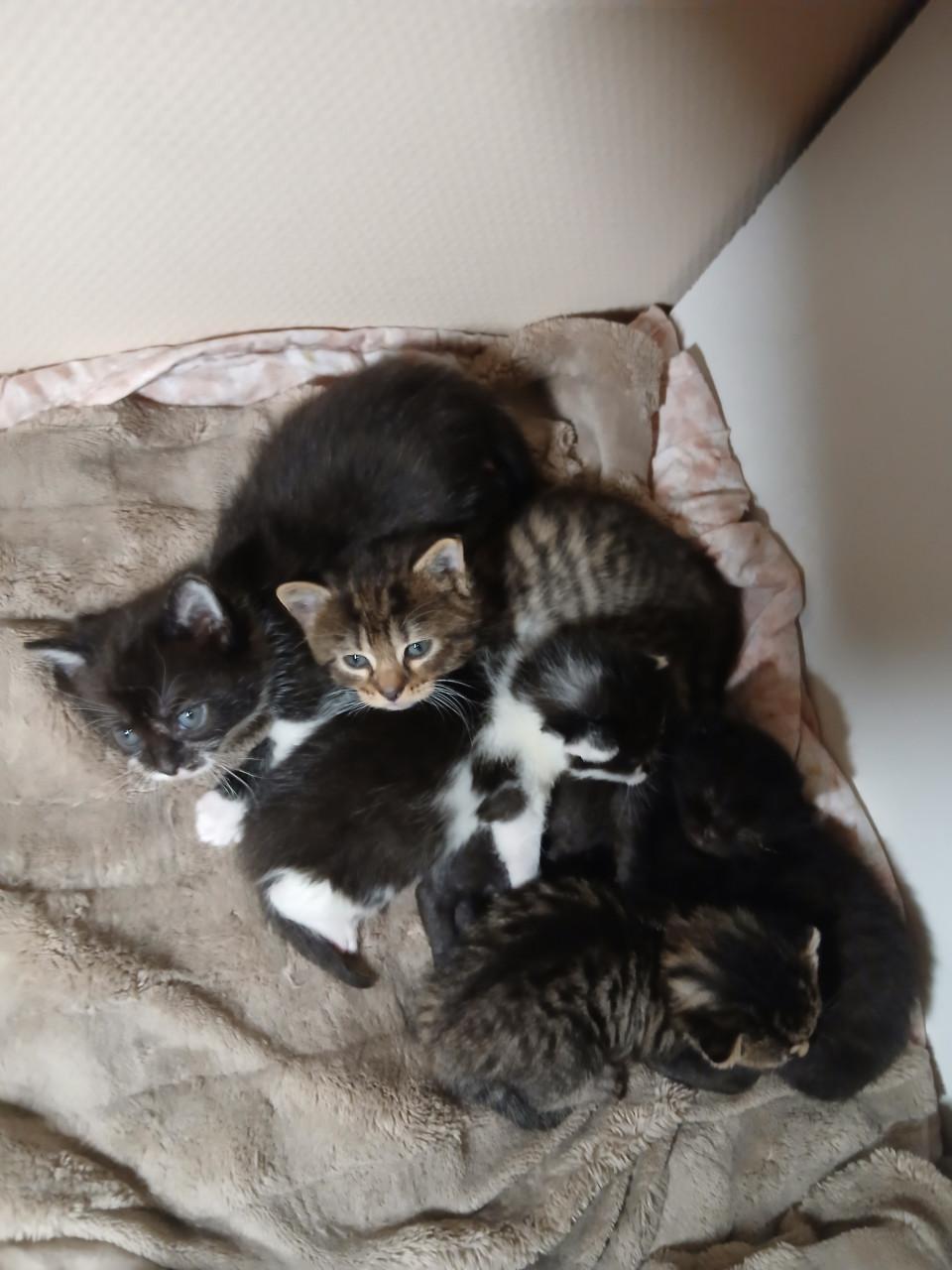 Kittens