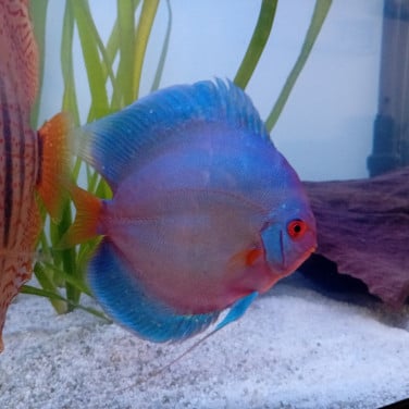Bleu diamond discus