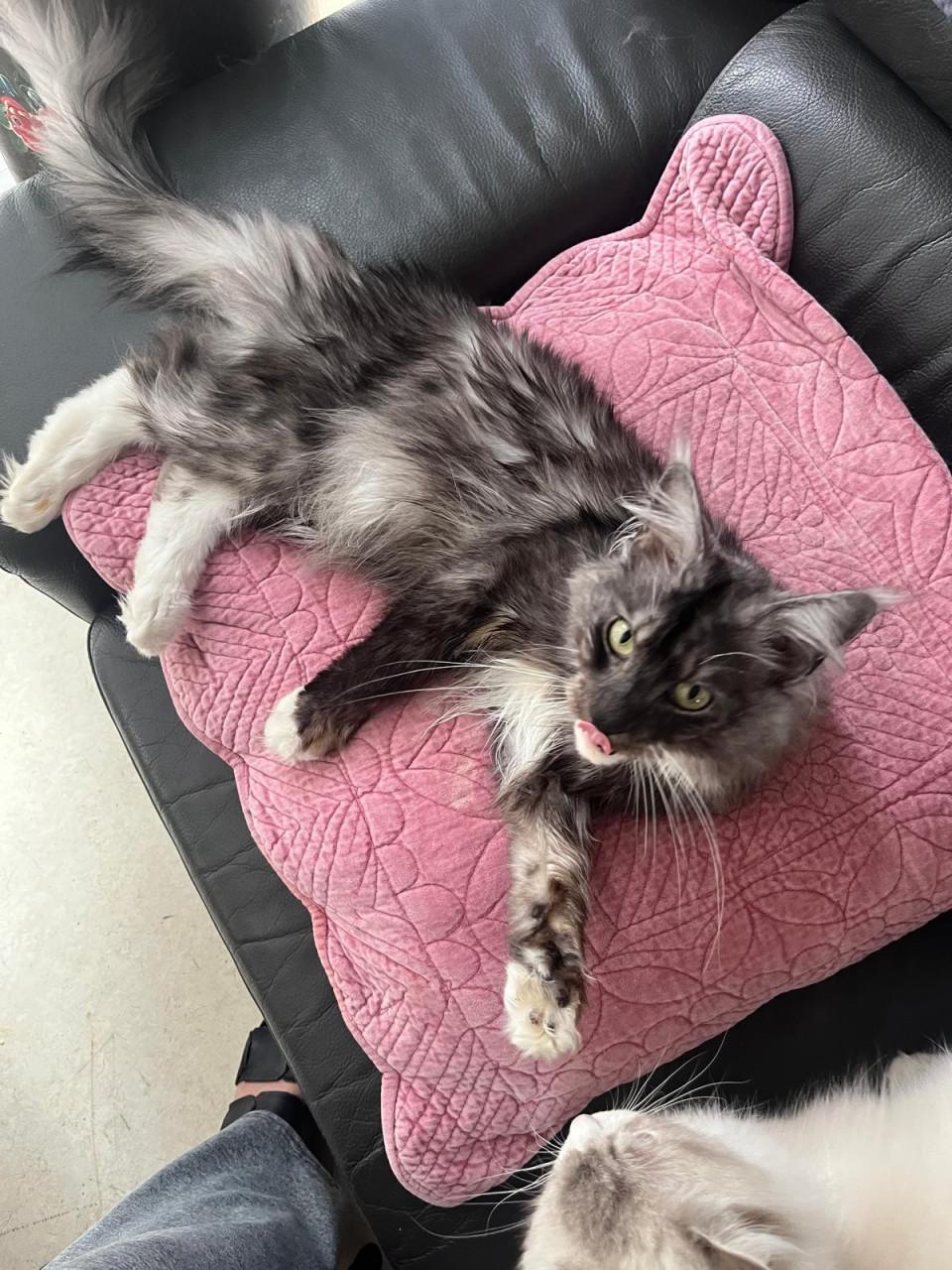 Prachtige Maincoon kittens