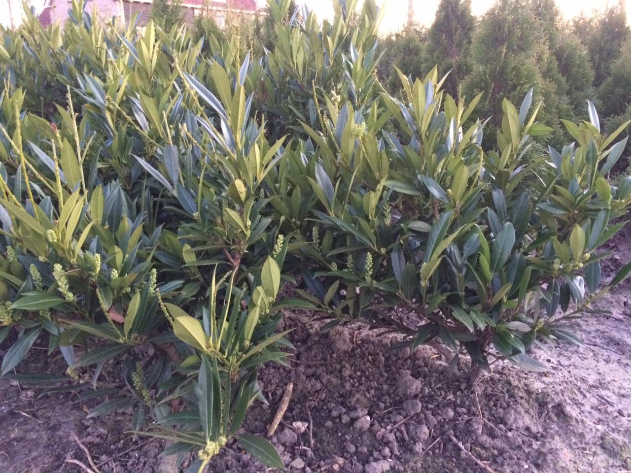 Laurierstruik Otto Luyken