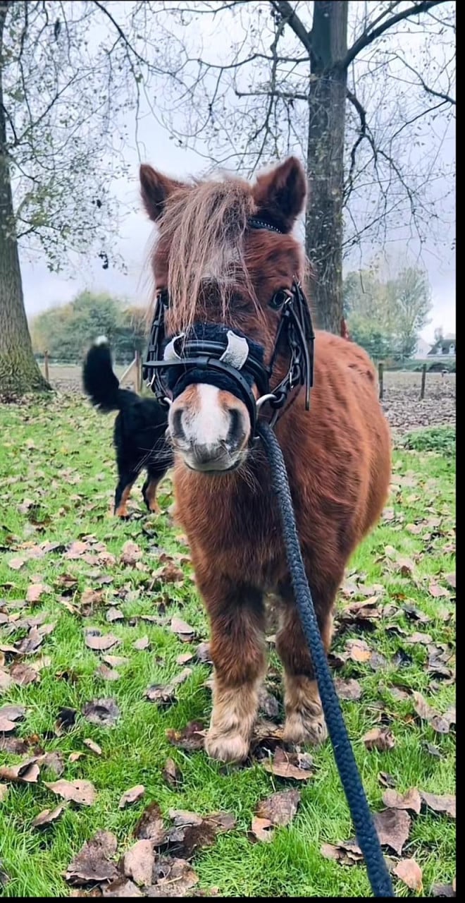 2 lieve shetlanders te koop