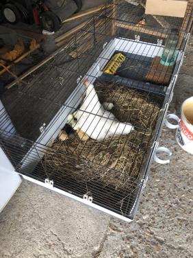 Kuikentjes, grote kans op groenleggers
