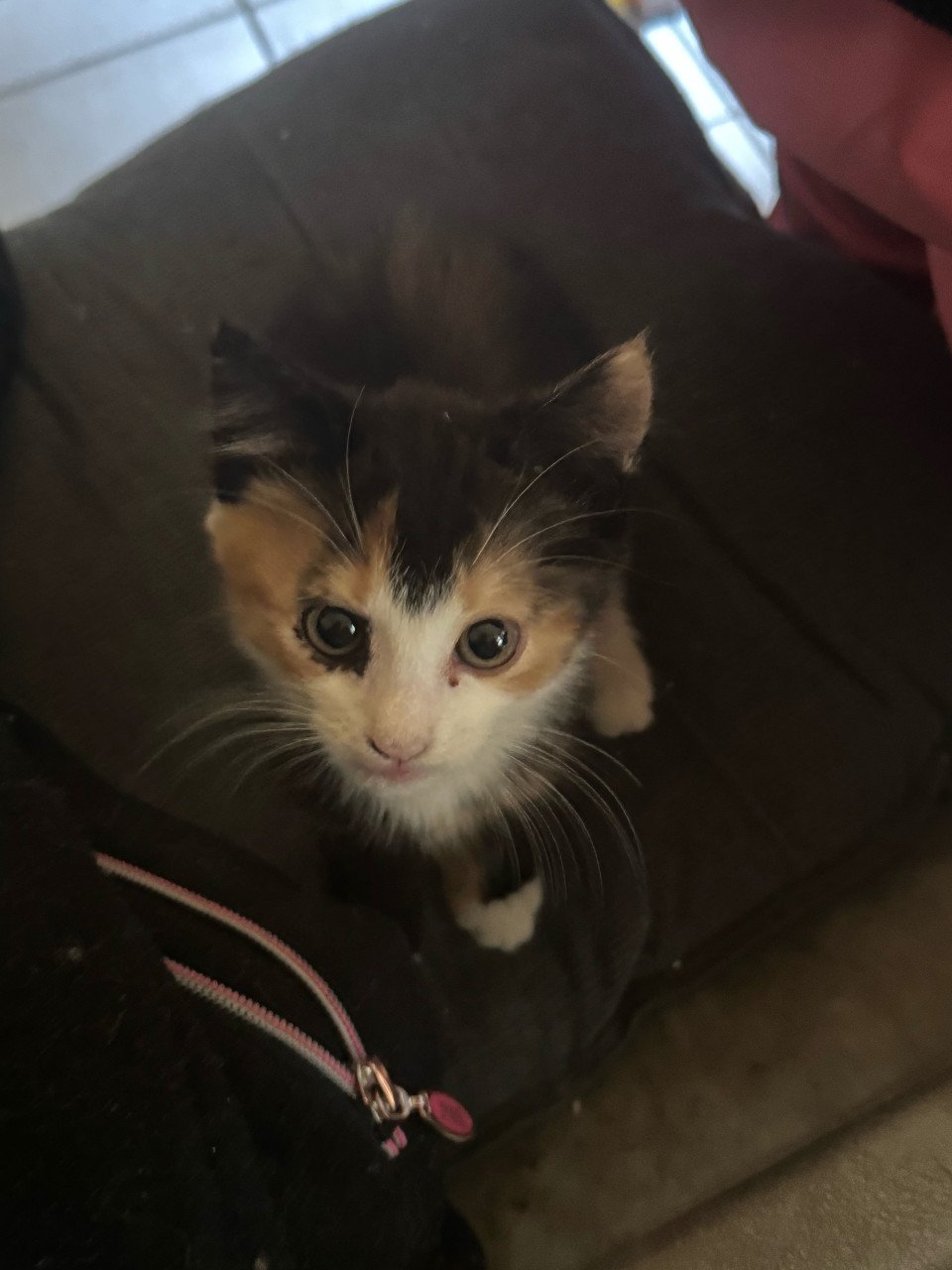 Kittens pers/maincoon