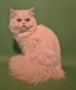 Hele mooie perziche kater met stamboom