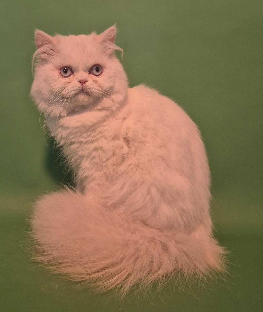 Hele mooie perziche kater met stamboom