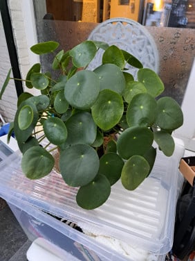 Pannekoekplant