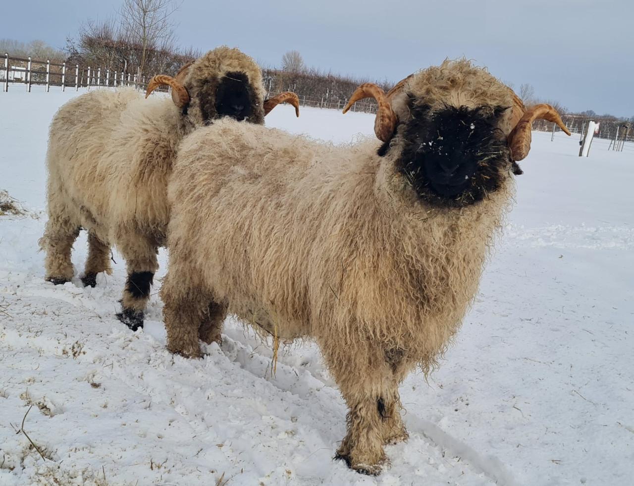 2 schapen Walliser Schwarznase