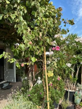 Hoge appelboom 2.40 m hoog Summerred