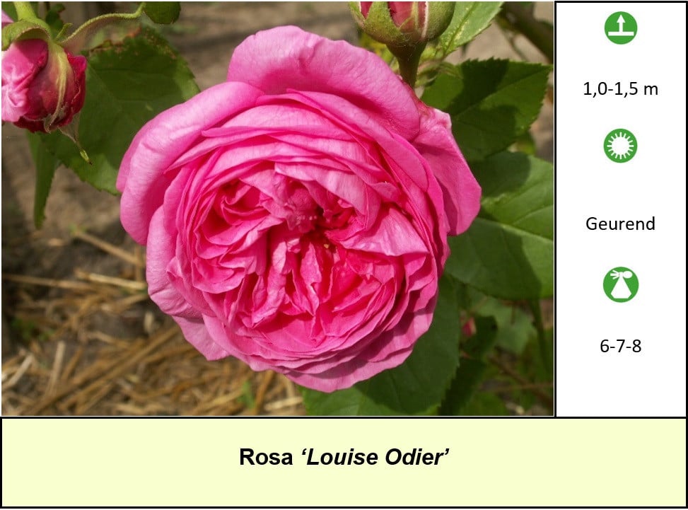 Diverse planten in grote potmaat! Loganbes, rozen, klimplanten.. €4,- p/st.