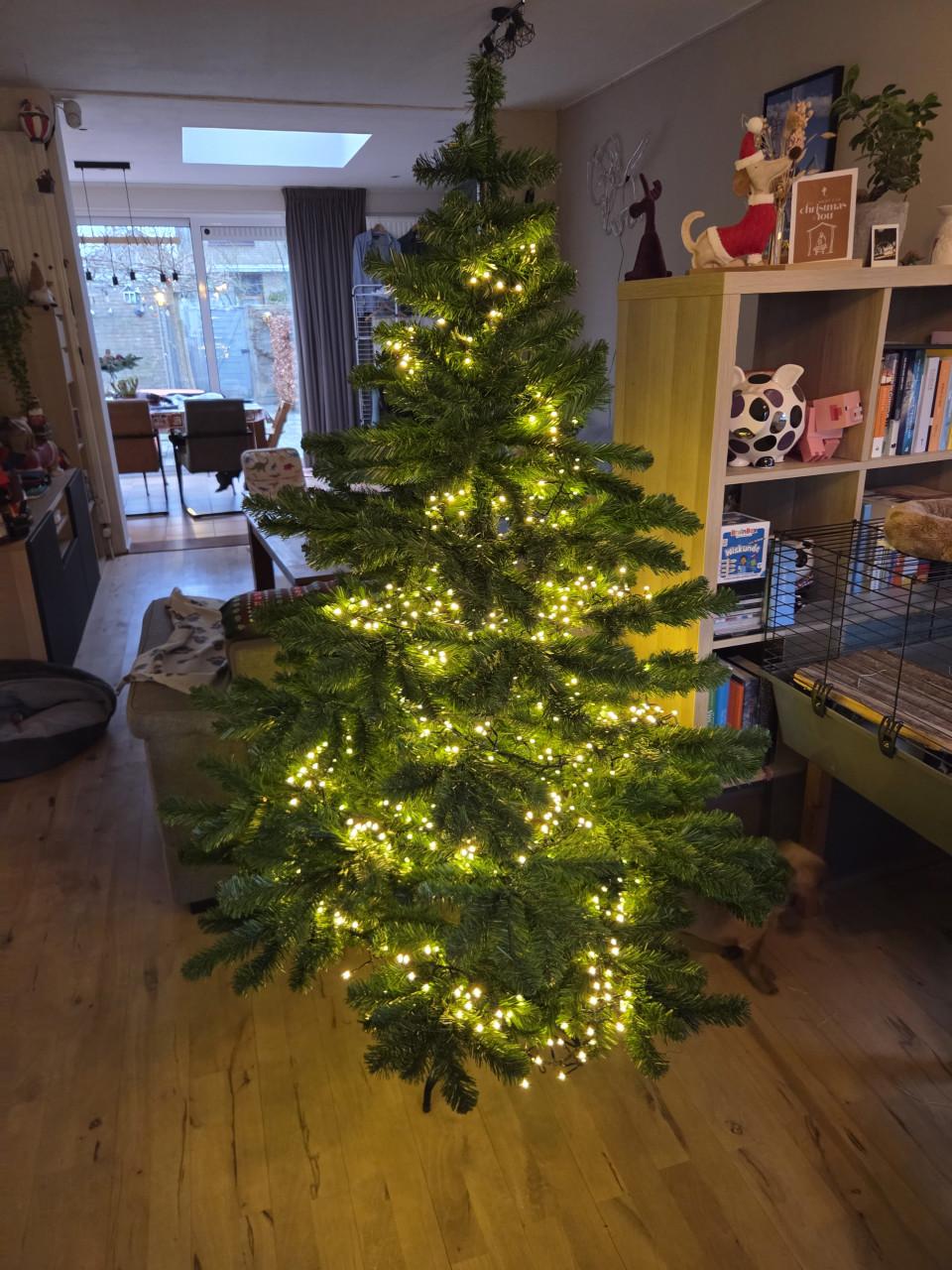 Kerstboom intratuin Calgary 180 hoog
