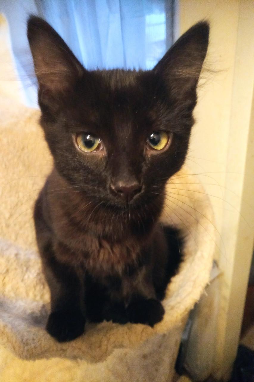 HEEL LIEF EN ZELDZAAM NEBELUNG KITTEN(BLAUWE RUS)