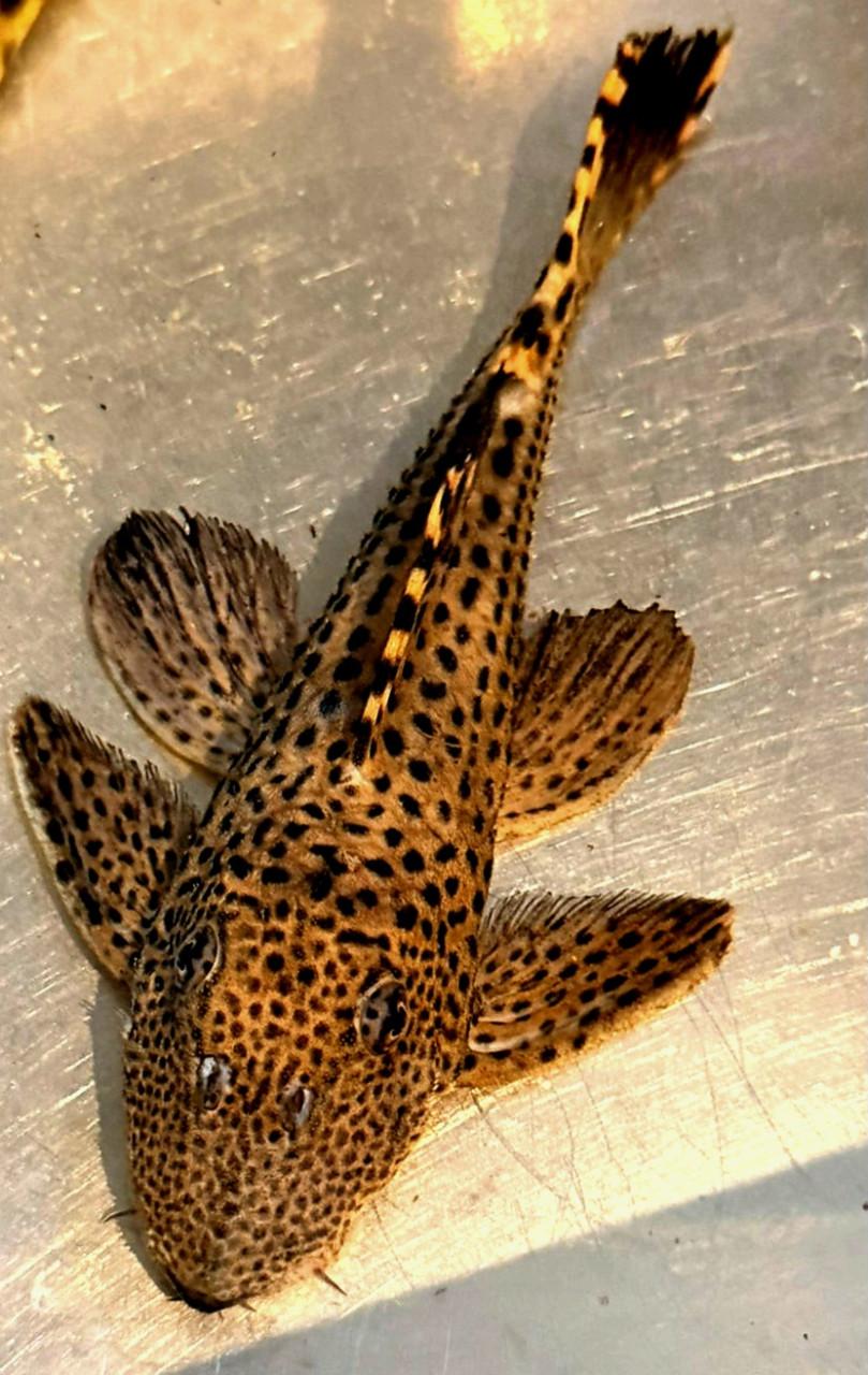 Mooie L nummers L091