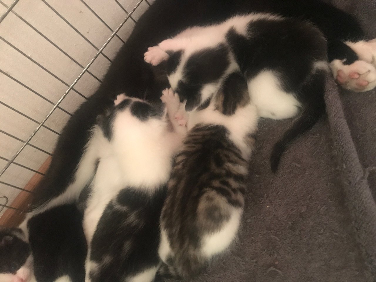 Kittens zoeken liefdevol nieuwe thuis