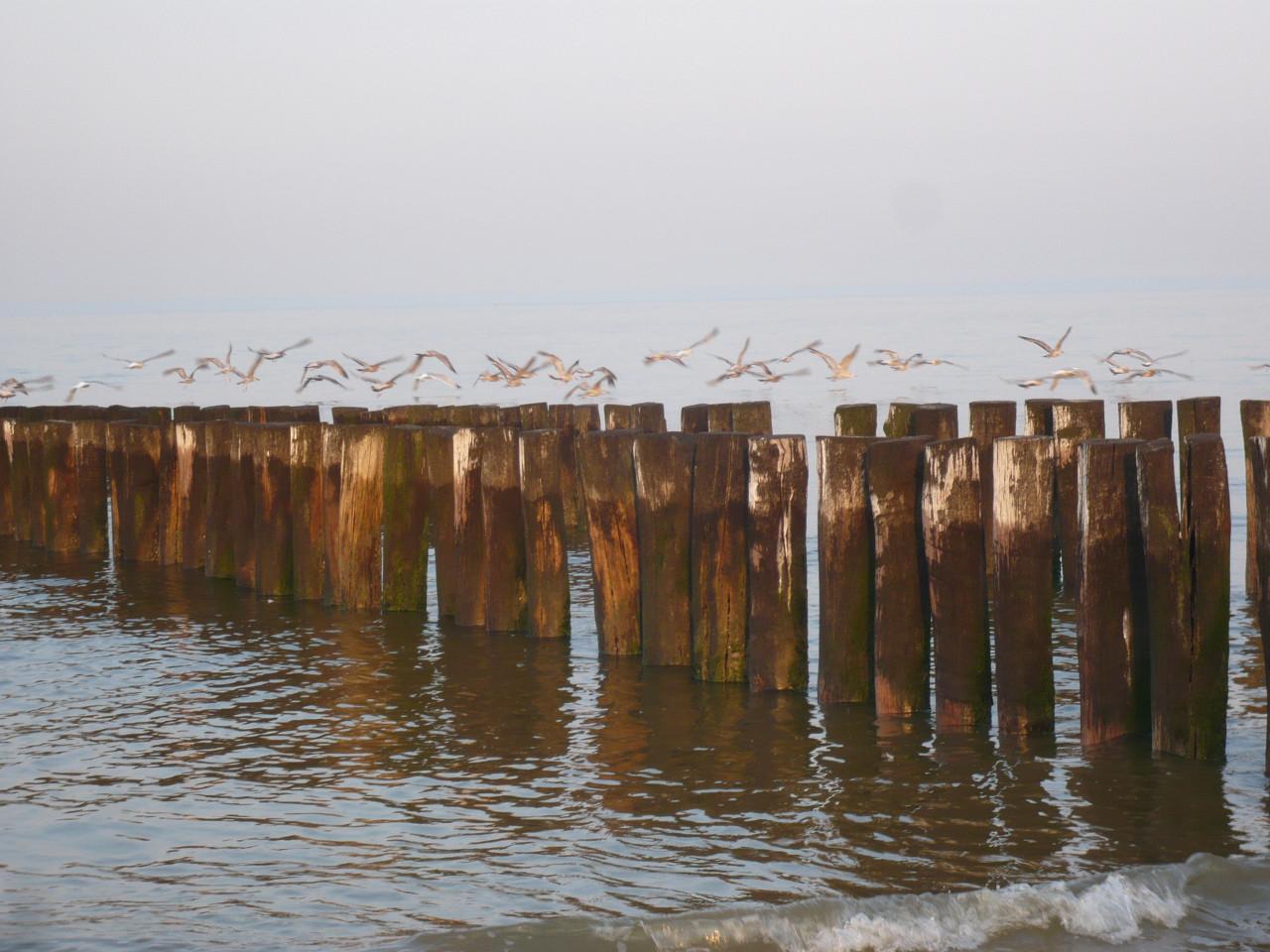 Vakantiewoning Dishoek tussen Vlissingen /Zoutelande, vrij 6-20/6 725,-
