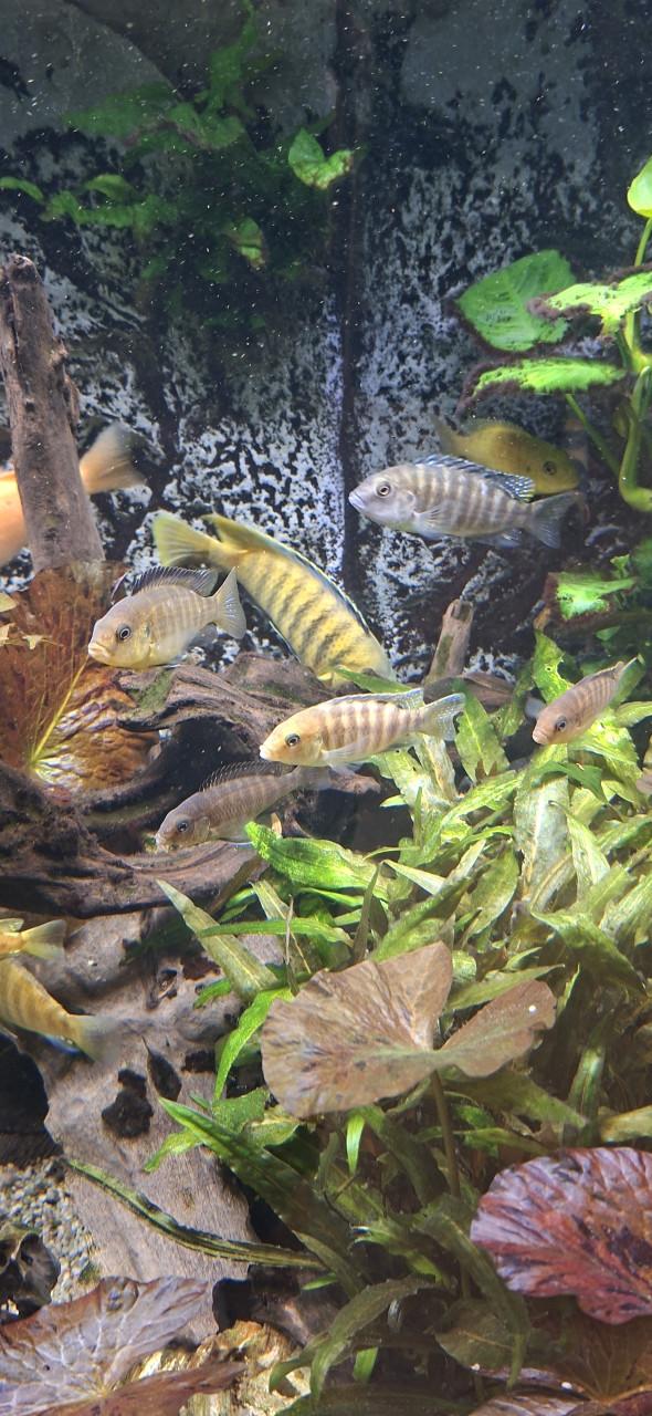 Aquarium vissen.
