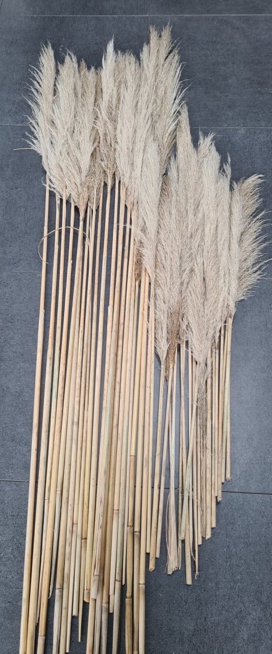 Pampas pluimen €1,50 per stuk