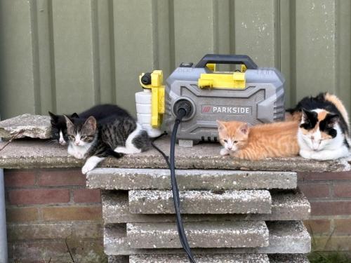 Kittens