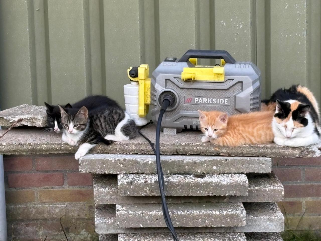 Kittens