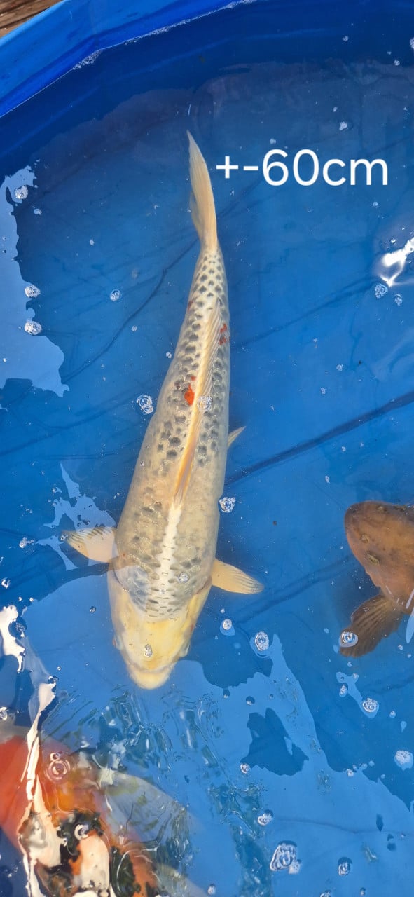 Koi.