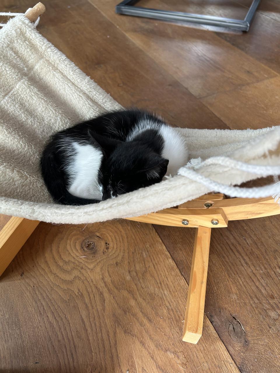 Schattige kitten 😻