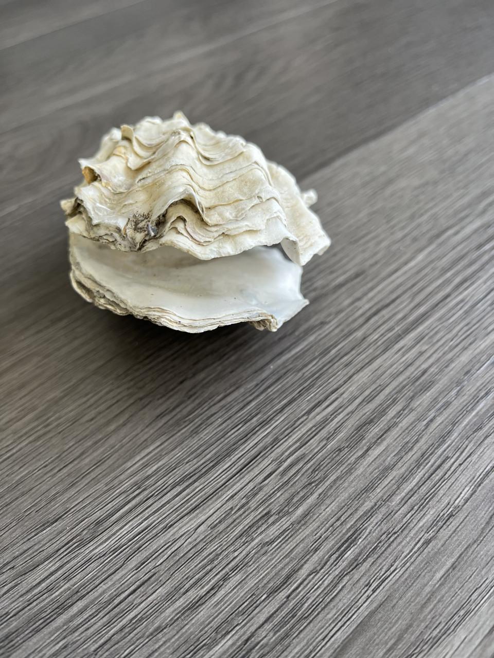 Oesterschelpen
