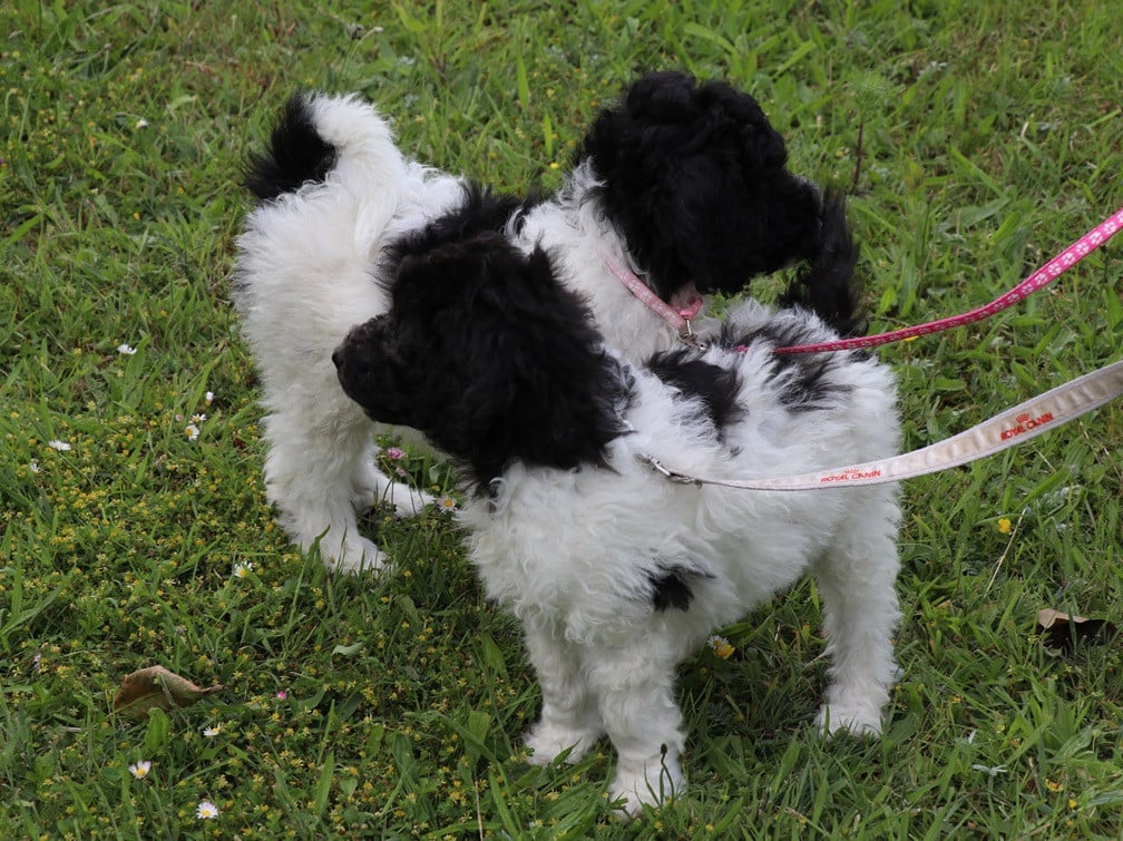 Labradoodle pups bont van kleur