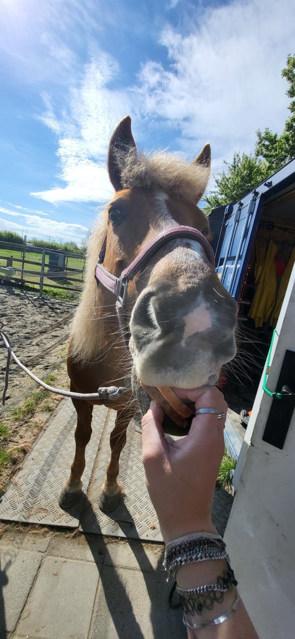 Super lieve D pony te koop.
