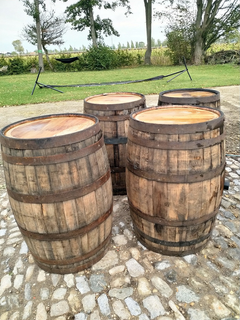 Olijfboom, palmboom, druivelaar of vijg planten