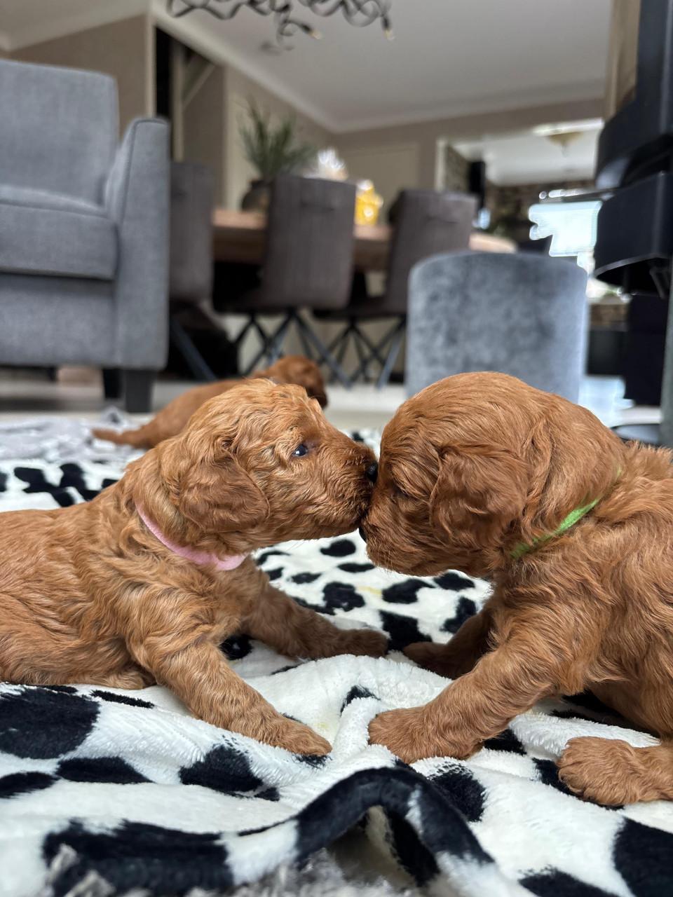 Prachtige toypoedel pups